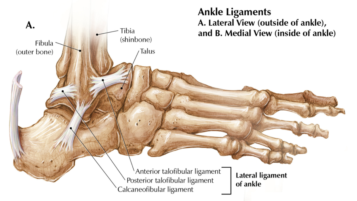 Total Ankle Arthroplasty: Questions for a Specialist