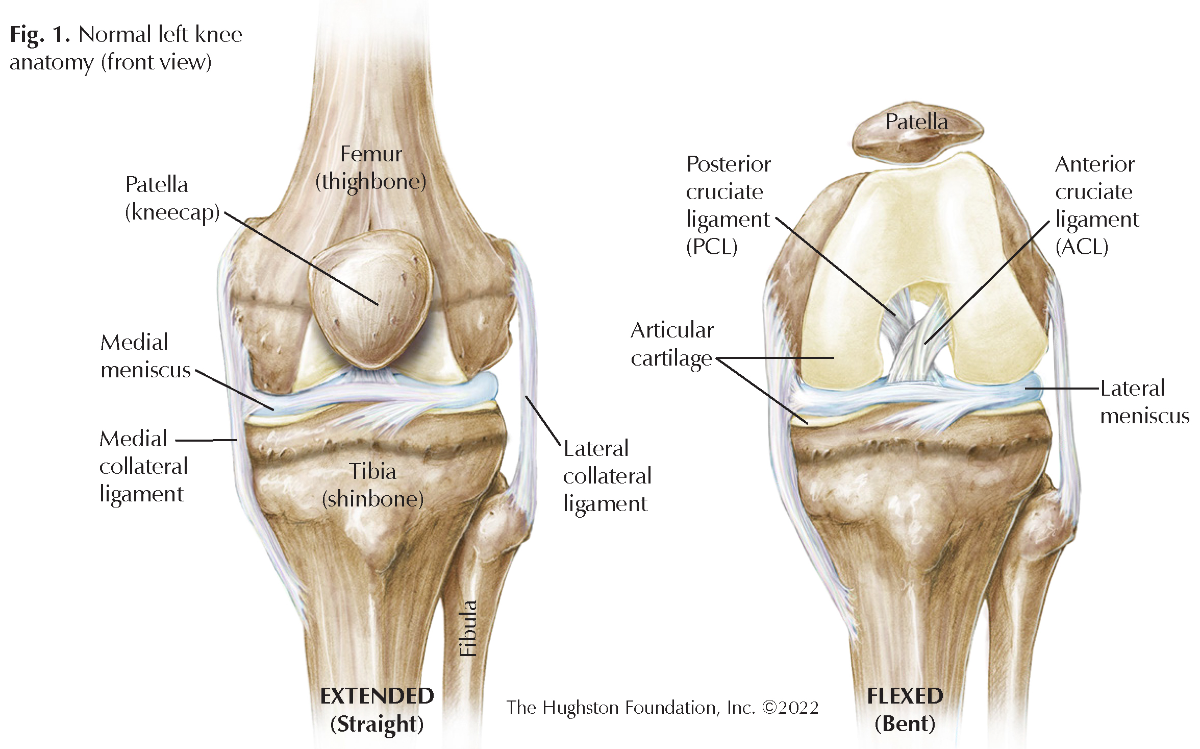 Normal left knee anatomy
